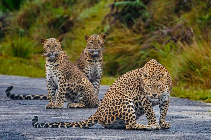 Leopards on road way to the Horton Plains Sri Lanka