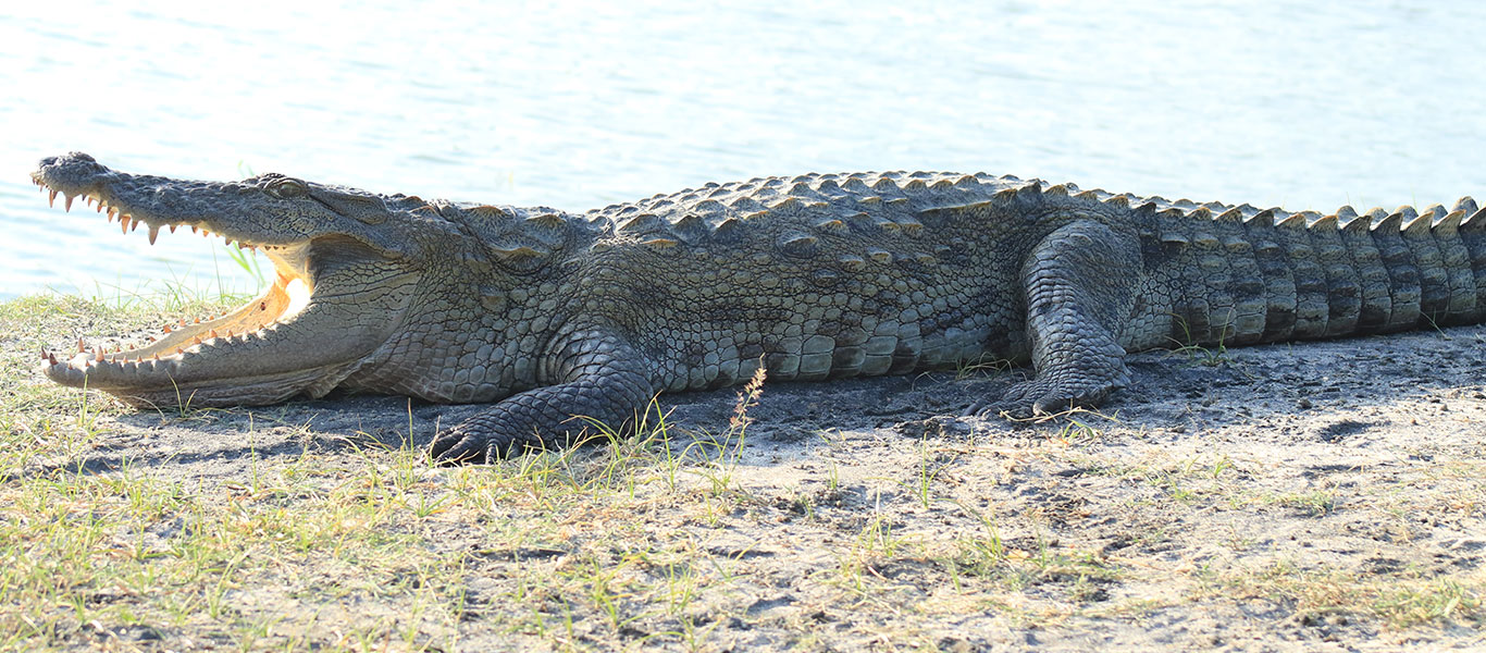 A crocodile waiting for a pray coming to the water at Kumana National Park