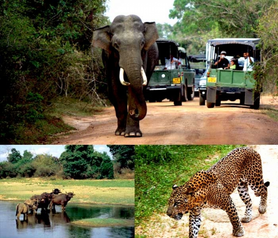 A collage of a tusker, wild cat and a bunch of buffalos in Wasgamuwa National Park