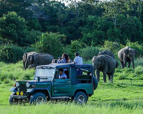 Couple watching elephants closely at Udawalawe National Park Sri Lanka